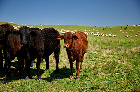 Latest survey shows beef producers holding firm despite market pressures
