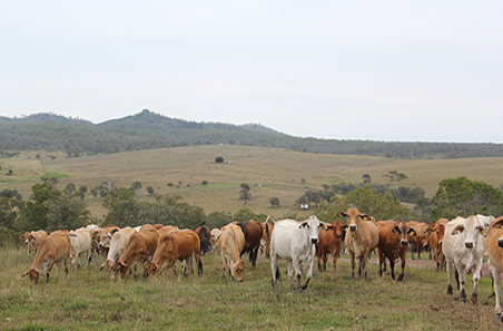 Grazing Land Management: Sustainable and productive natural resource management