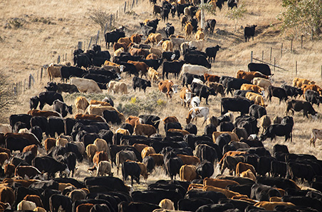 September 2024 Cattle Industry Projections