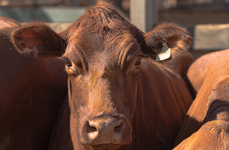 Cattle and lamb turn off surges as seasonal conditions bite