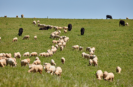 Weekly cattle and sheep market wrap