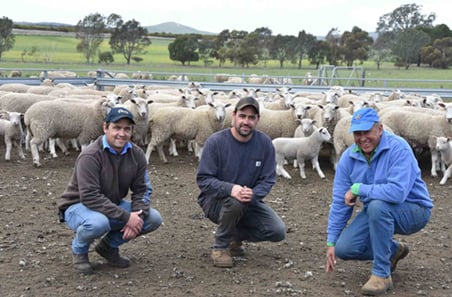 Better breeding from ewe lambs
