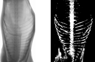 Breakthrough delivers lamb eating quality predictor