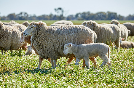 Restocker lamb market indicates future sector confidence