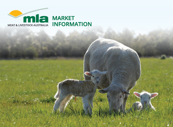 MLA Sheep Projections webinar