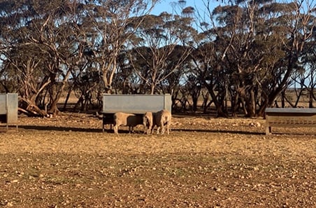 BIGG benefits of containment feeding