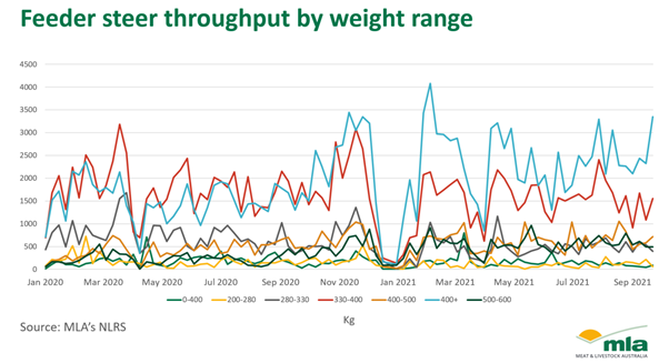 feeder steer instory.png