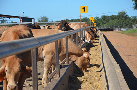 Grainfed cattle carbon emissions shown to be much less than previous estimates