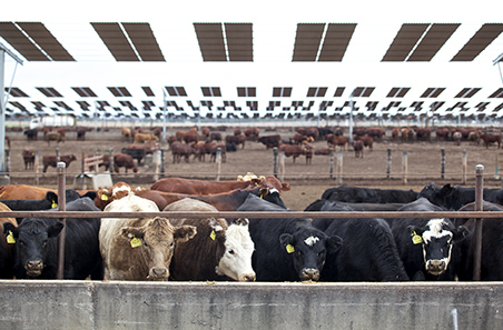 Feedlot RAAD Program prepares for next animal productivity funding round