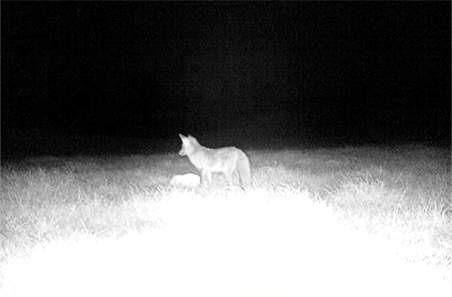 The $56,000 payoff from better predator control