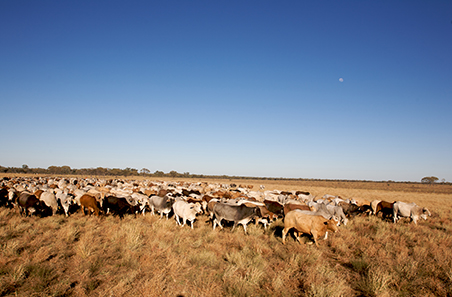 Cattle indicators are strong – with confidence for the future