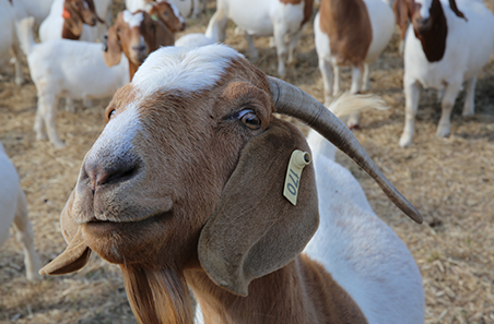 Goatmeat snapshot: unpacking the latest insights