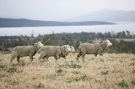 What past heavy lamb trends tell us about the current market