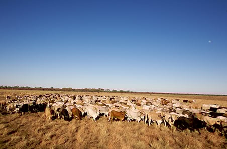 Girl Power: Prioritising heifer performance