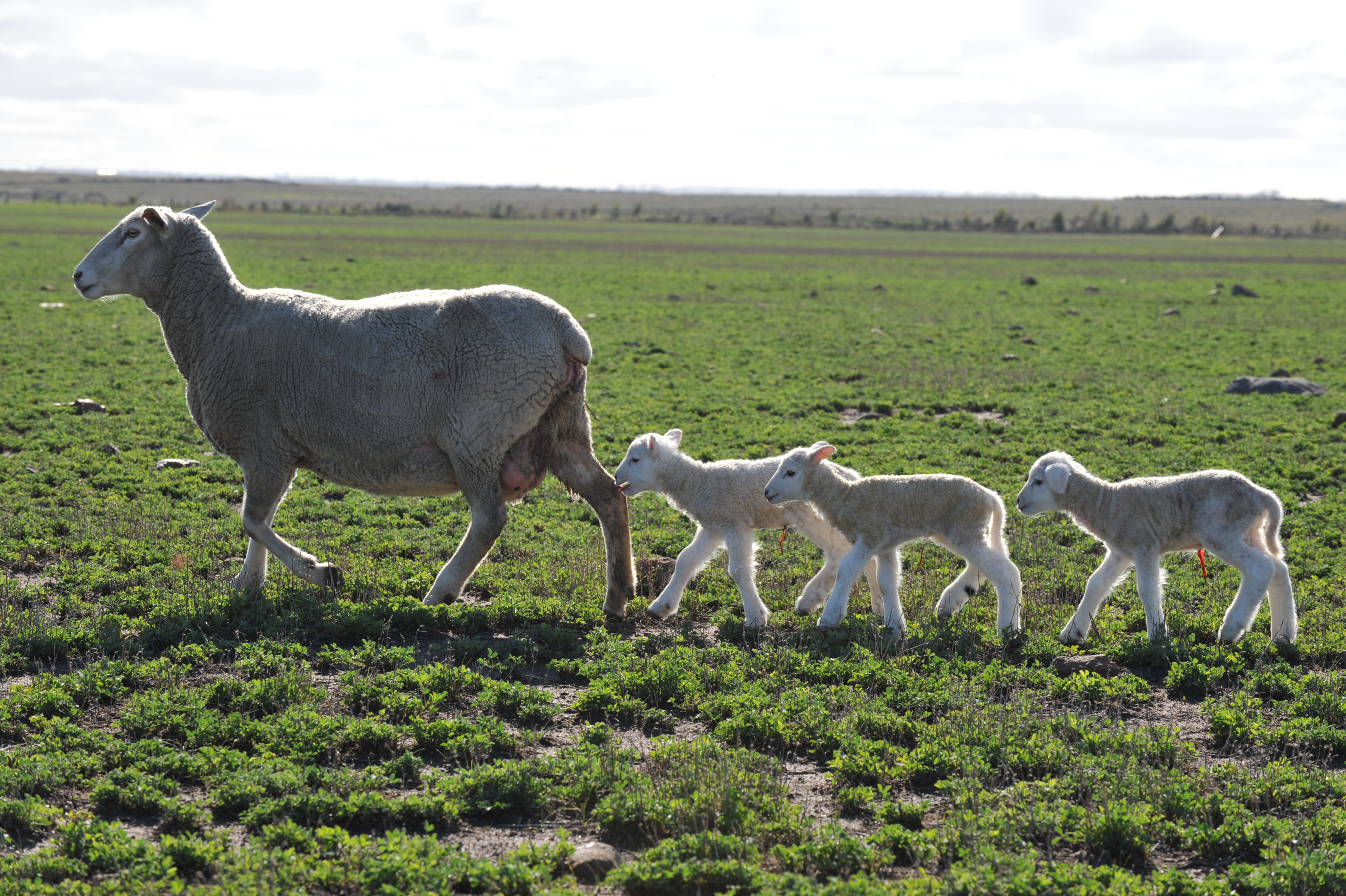 Ewe management