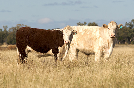 Charolais