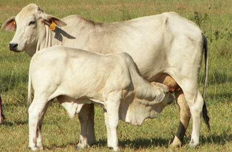 FutureBeef – Managing native pastures