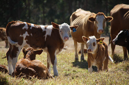 Calves and cattle