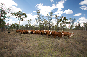 Cattle Brahman composites northern 300x197.jpg