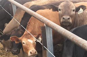 Cattle feeding