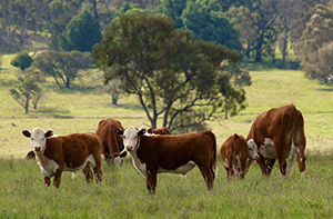 Cattle Hereford 300x197.jpg