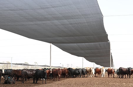 Cattle in shade