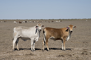 Cattle in WA 300x197.jpg