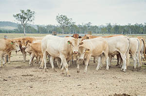 Cattle Qld 300x197.jpg