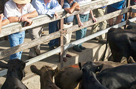 Cattle sales
