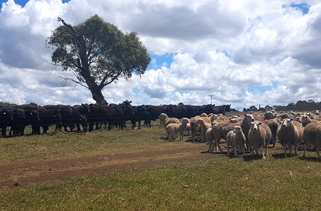 Seven things red meat producers can look forward to in 2019