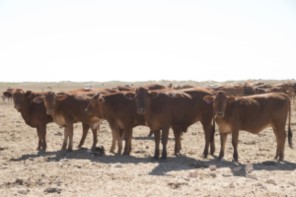 Cattle WA 300x197.jpg