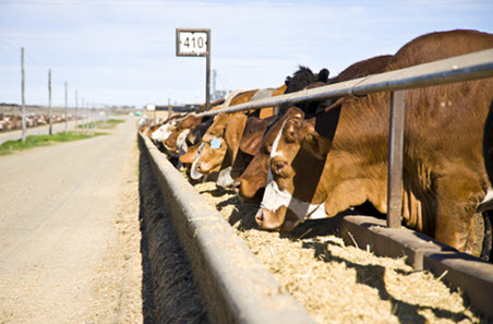 Feedlot