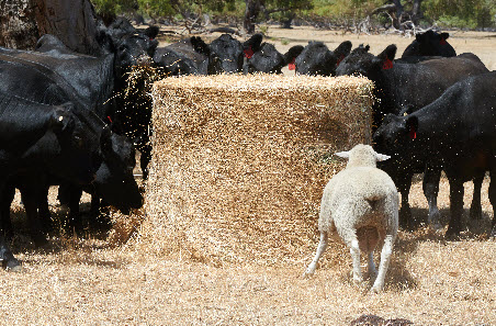 Tips and tools for autumn