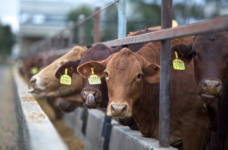 2025 Regional feedlot investment study