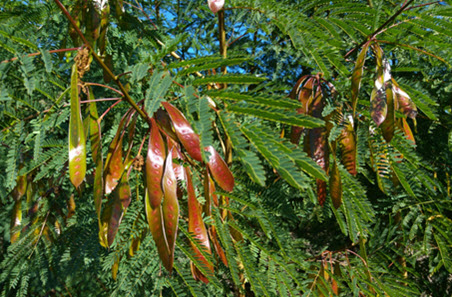 Leucaena