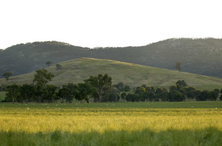 MLA launches Pasture Pathways program for livestock advisors