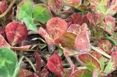 Red leaf clover