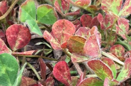 red leaf clover plant