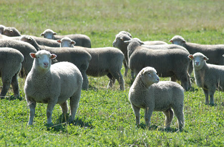 Sheep-in-field-FI.JPG
