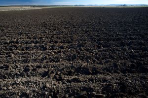 Soil 300 x197.jpg