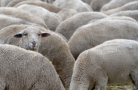 Weekly sheep and cattle market wrap