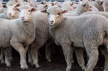 Weekly cattle and sheep market wrap