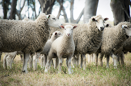 High mutton prices: what’s driving the spike?