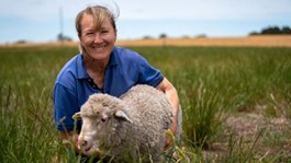 Lynley Anderson sheep flock TI.jpg