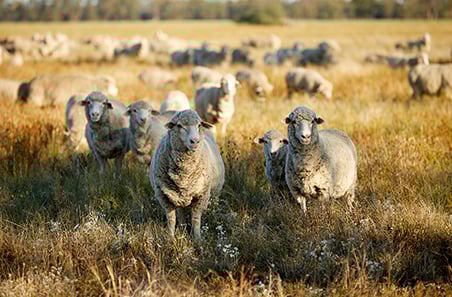 An update on the Making maidens’ weight PDS project