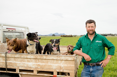 Efficiency rides on sheep’s back