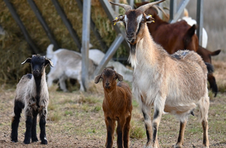 Building a stronger goat industry starts with you