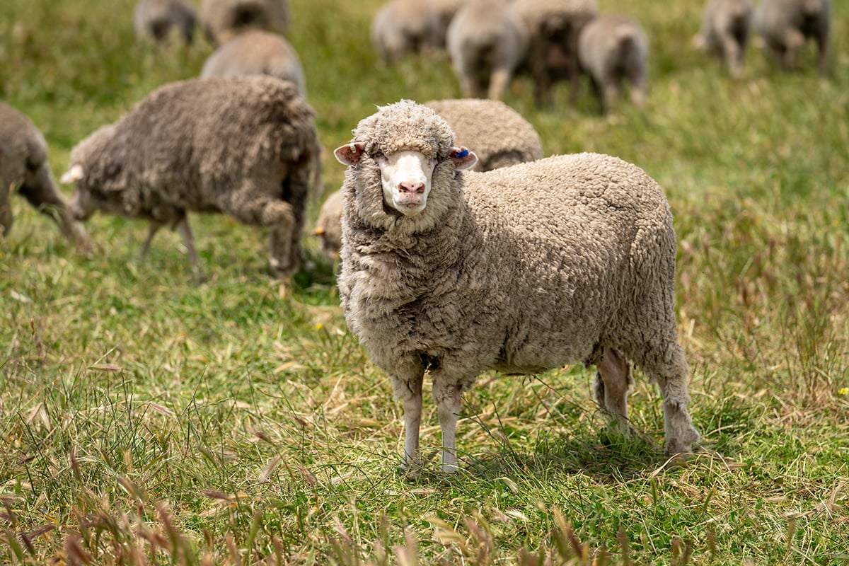 2026 Sheep Producer Intentions Survey now open