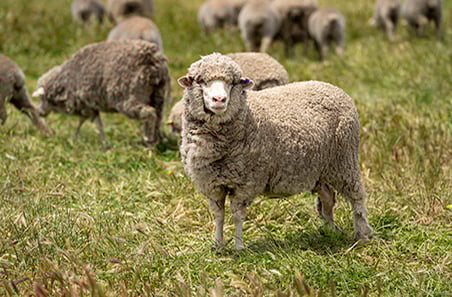 Steven Hobbs utilises data to improve his flock