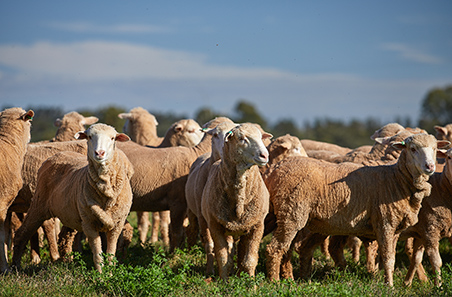 Weekly sheep and cattle market wrap